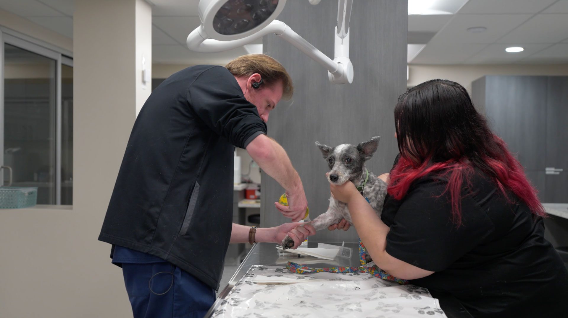 Two Veterinarians Treating Dogs Leg