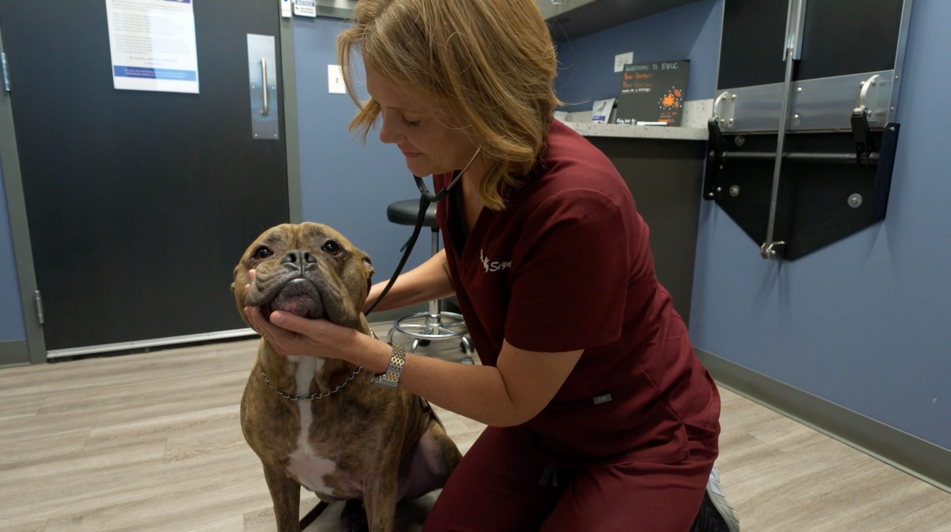 Woman Veterinarian Examining Dog