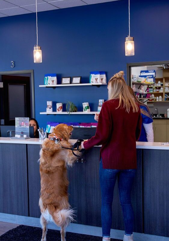 Woman And Her Dog At Clinic Front Desk Woman And Her Dog At Clinic Front Desk